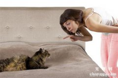 <b>猫咪尿床怎么回事？</b>