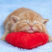 <b>夏天猫咪怕热吗</b>