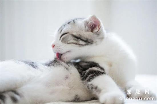 夏天猫咪怕热吗