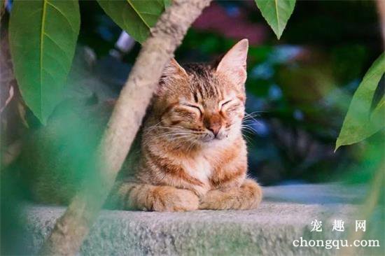 夏天猫咪怕热吗