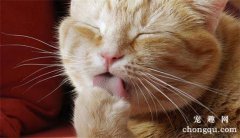 <b>猫吐毛是正常现象吗</b>