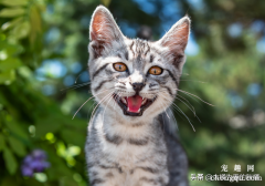 <b>猫咪使劲叫个不停的原因有哪些？</b>