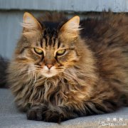 <b>田园长毛猫的饲养知识和生活习性介绍</b>