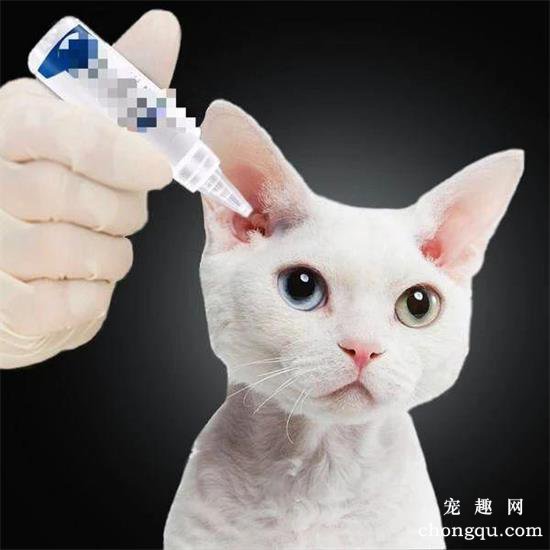 猫有耳螨怎么办