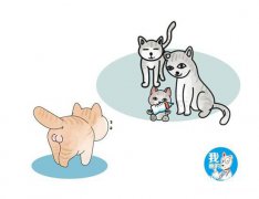 <b>猫咪隐睾的危害和诊断</b>