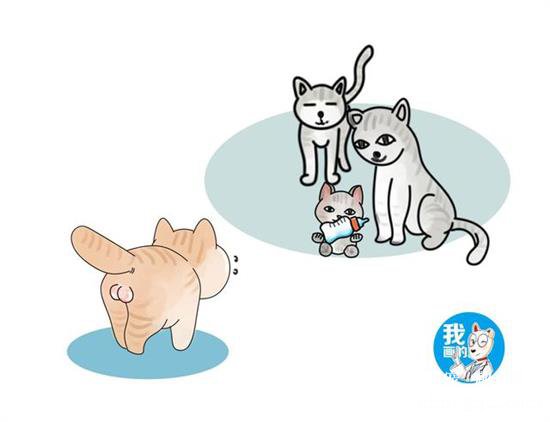 猫咪隐睾的危害和诊断