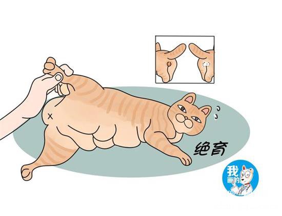 猫咪隐睾的危害和诊断