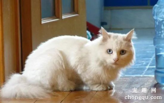 几种寿命比较长的猫咪品种介绍