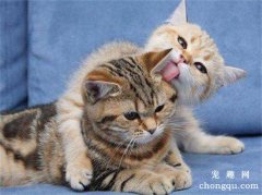 <b>猫咪怎么分公母？</b>