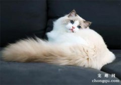 <b>六种好看又便宜又好养的猫咪</b>