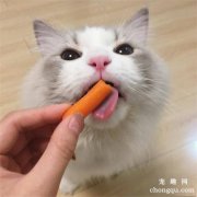 <b>猫能吃的20种食物</b>