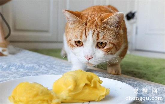 猫能吃的20种食物