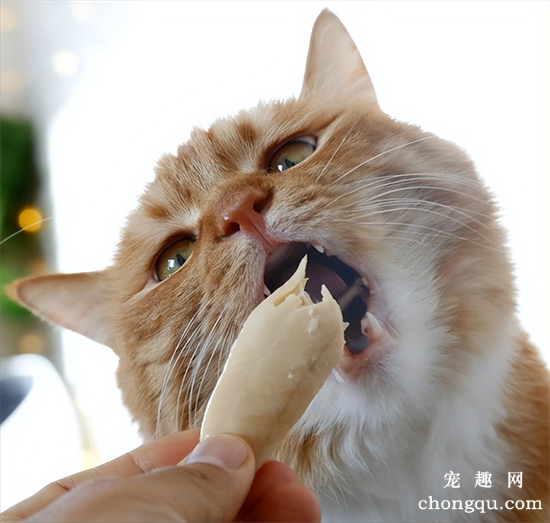 猫咪能吃狗粮应急吗