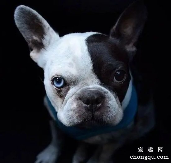 巴哥犬的喂养方法