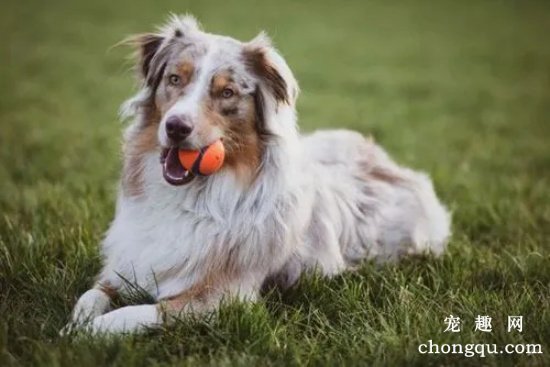 边境牧羊犬的脚掌开裂要怎么办?