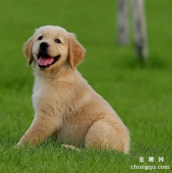 金毛犬的鼻子上毛秃了是舔的吗?