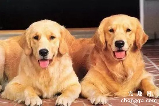 金毛犬的舌头发红是正常的现象吗?
