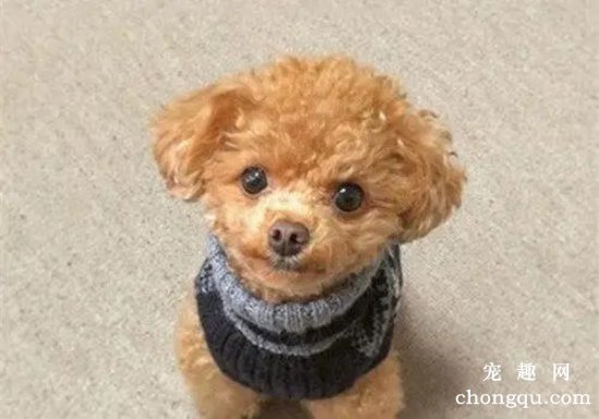 泰迪犬经常眼泪汪汪的是啥原因？