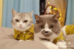<b>养一公一母的猫咪需要注意些什么</b>
