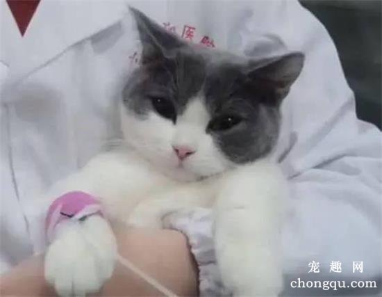 猫藓传染给人怎么治