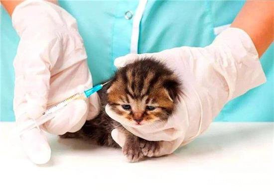 家养猫咪不打疫苗会怎么样？