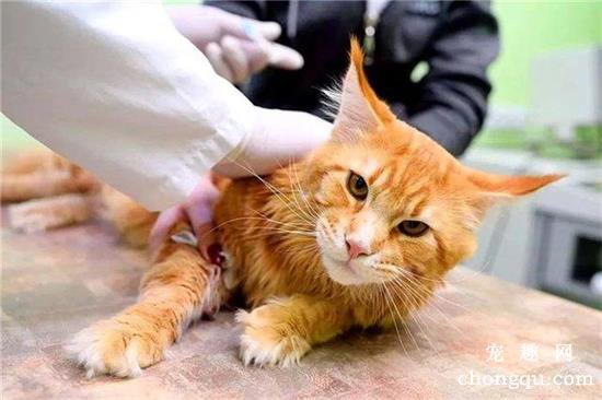 家养猫咪不打疫苗会怎么样？