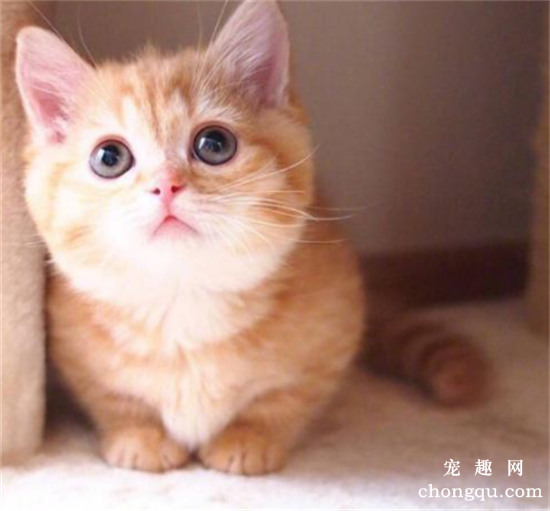 中国本土猫有哪些品种？