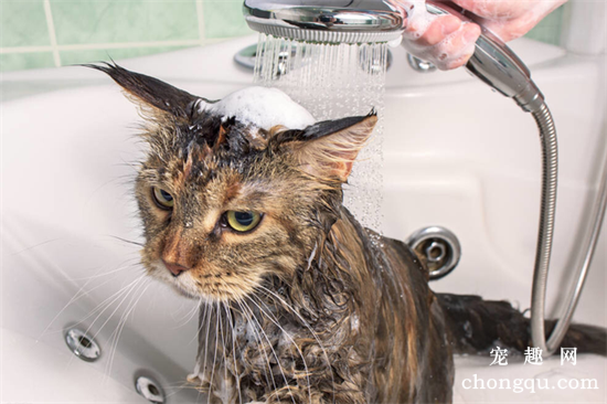 小猫洗澡注意什么?