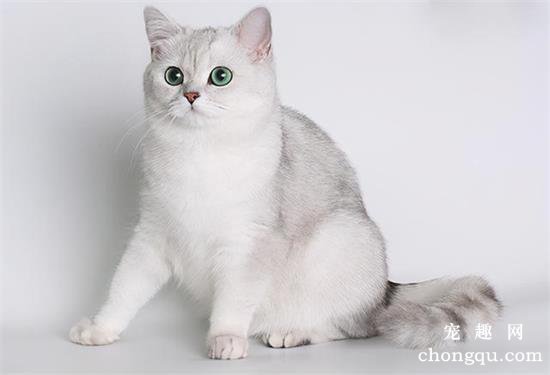 英国短毛猫品种图片及价格介绍