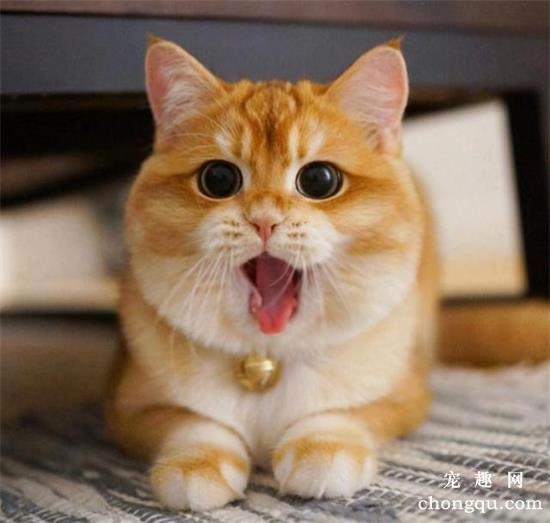 英国短毛猫品种图片及价格介绍