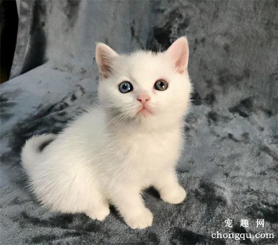 英国短毛猫品种图片及价格介绍
