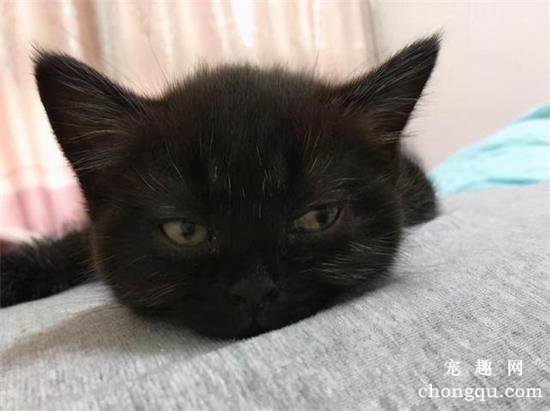 英国短毛猫品种图片及价格介绍
