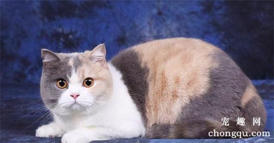 英国短毛猫品种图片及价格介绍
