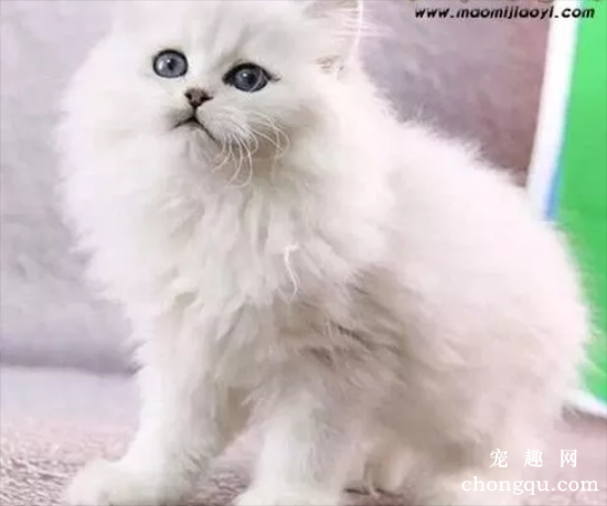 金吉拉猫贵吗 为什么养金吉拉的人不多？
