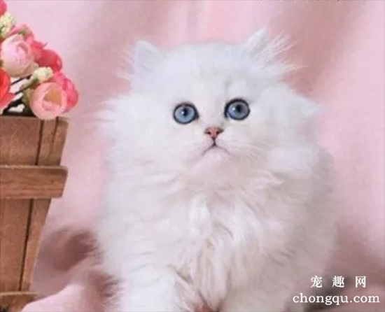 金吉拉猫贵吗 为什么养金吉拉的人不多？