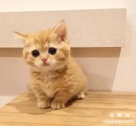 橘猫除了胖都有哪些特点？