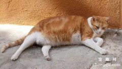 橘猫的性格特点(橘猫的性格怎么样)