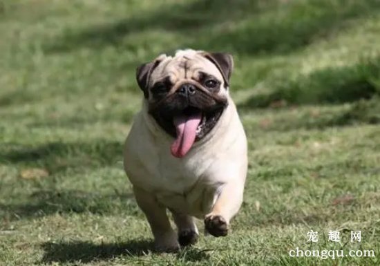 巴哥犬打它会记仇吗