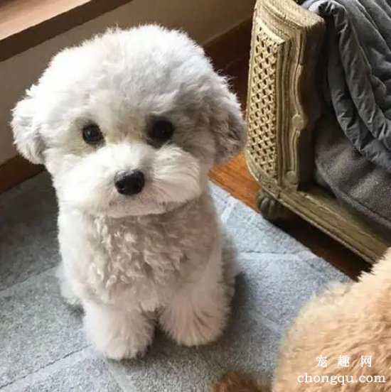 狗能吃柚子肉吗