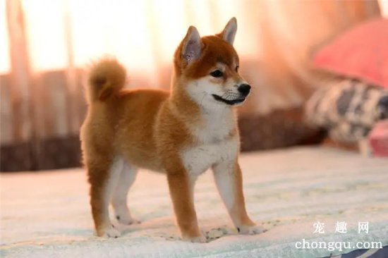 柴犬会在自己睡觉的地方拉屎吗？