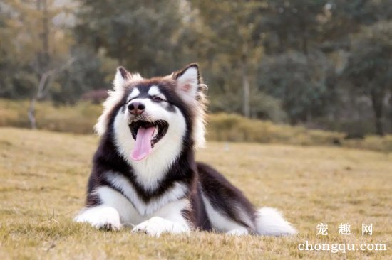 新手怎么养阿拉斯加犬