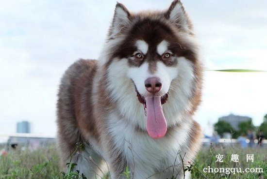 新手怎么养阿拉斯加犬
