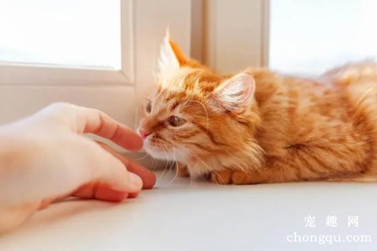 猫咪生病了临死前表现