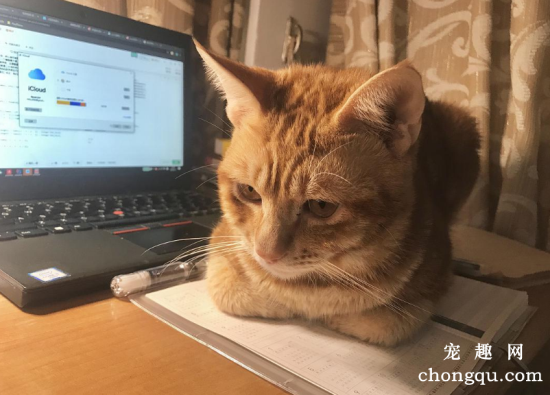 猫咪揣手手趴着什么意思
