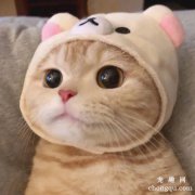 家里养猫的好处和坏处