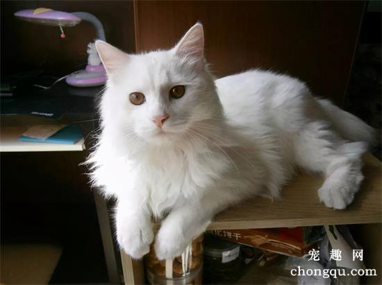 纯种临清狮子猫多少钱一只？