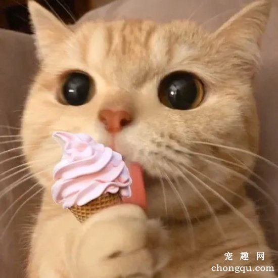 猫的性格特点有哪些？
