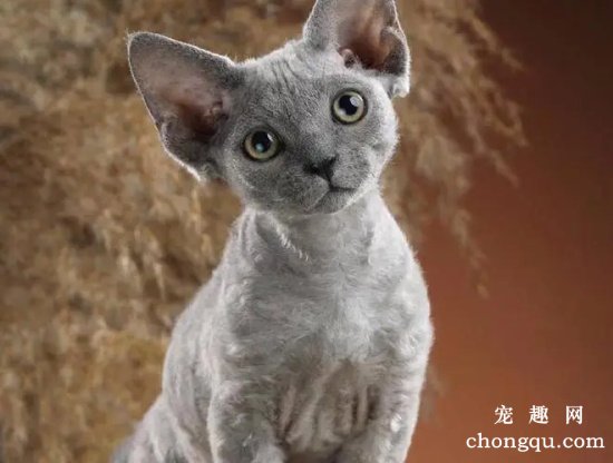 猫的性格特点有哪些？