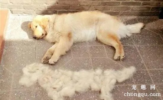 狗狗脱毛很厉害怎么处理?