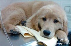 <b>狗狗传染性气管炎感染性支气管炎的治疗</b>